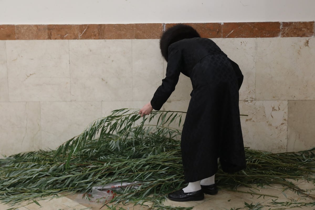 זריזין מקדימים: קניית ערבות להושענא רבא בירושלים