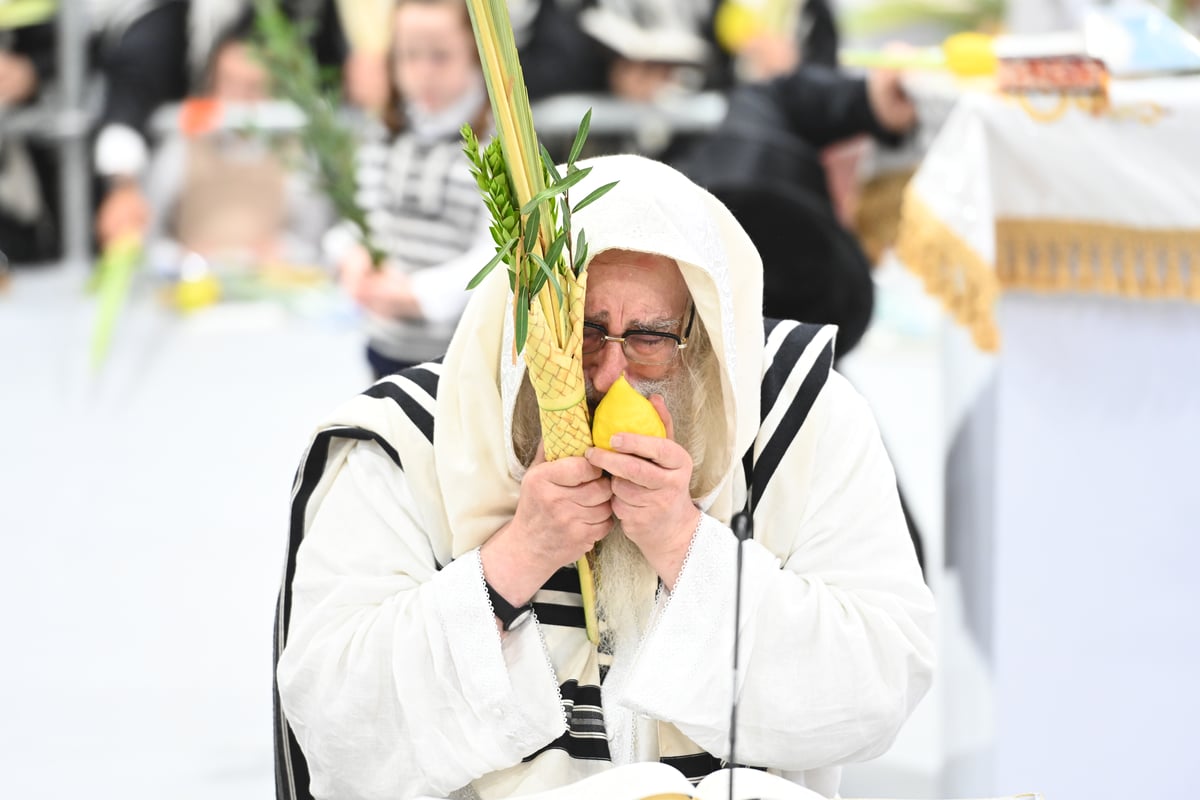 תפילות ו'טישים': מראות חג הסוכות ושמחת תורה בצאנז