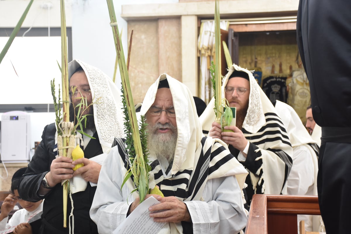 הושענא רבה והקפות שניות בחסידות אשלג