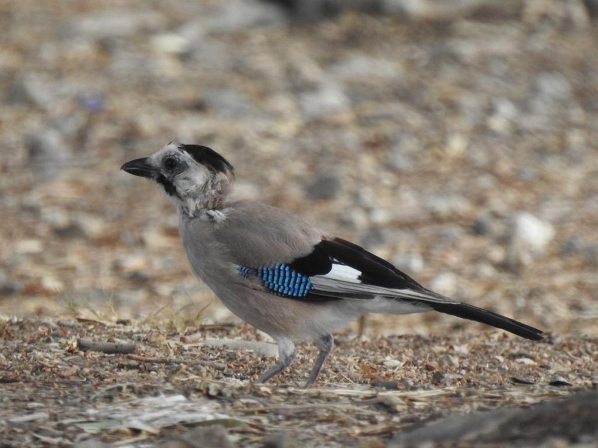 'עורבני שחור כיפה'