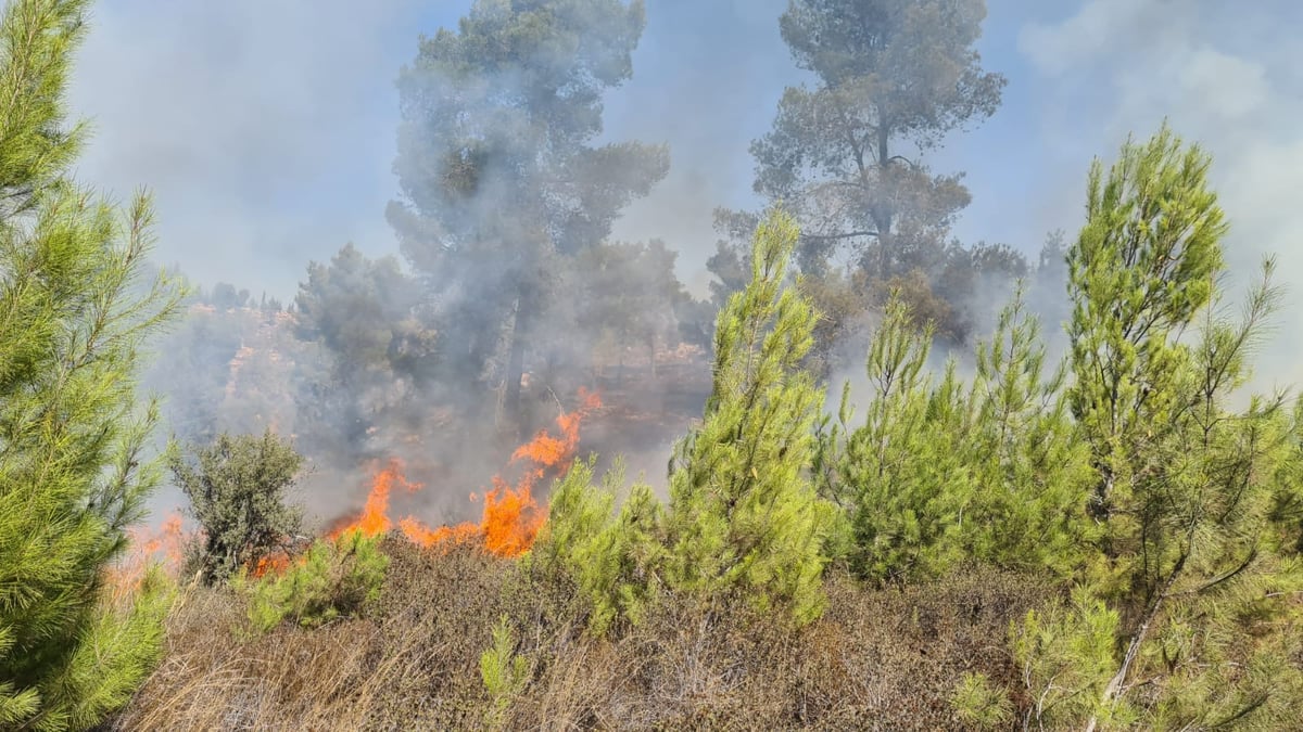 השריפה ביער גבעות: הושגה שליטה • צפו