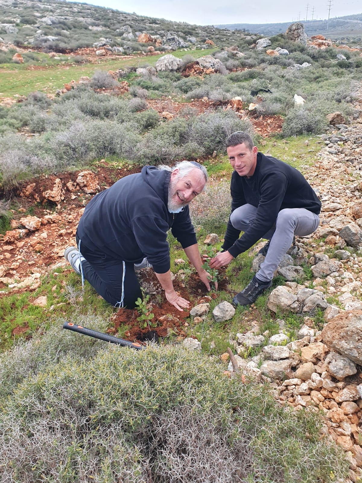 את הקרן מנהל שמואל סקט, יליד ניו יורק שבארה"ב, כאן מסייע בנטיעות טרום שנת השמיטה