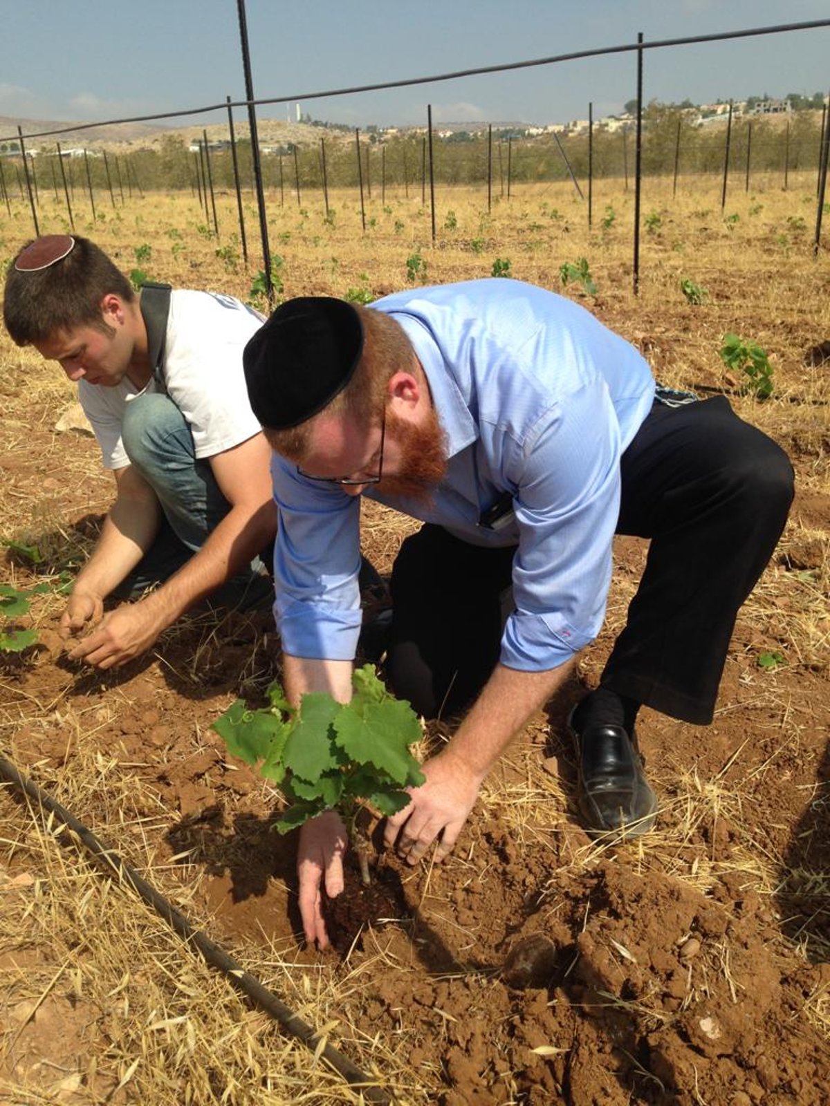 הגרלה, דירה ומצוות שמיטה בפונדק אחד