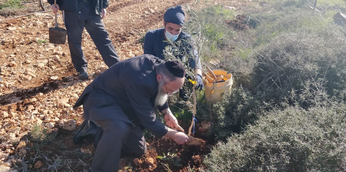 הגרלה, דירה ומצוות שמיטה בפונדק אחד