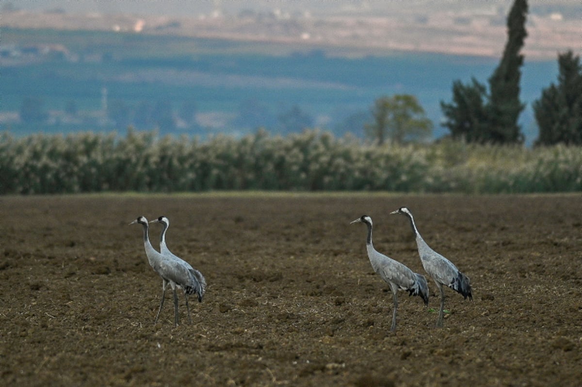 עמק החולה