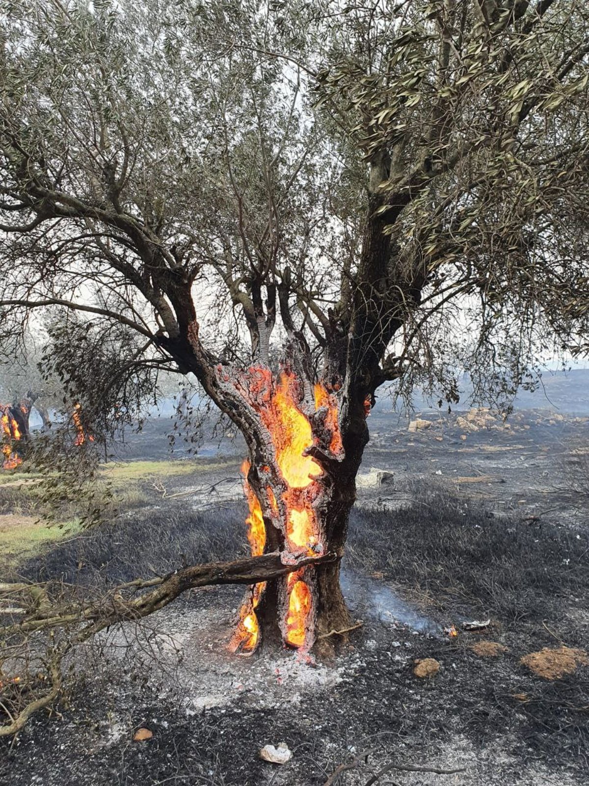 השריפה במעלות תרשיחא; הושגה שליטה