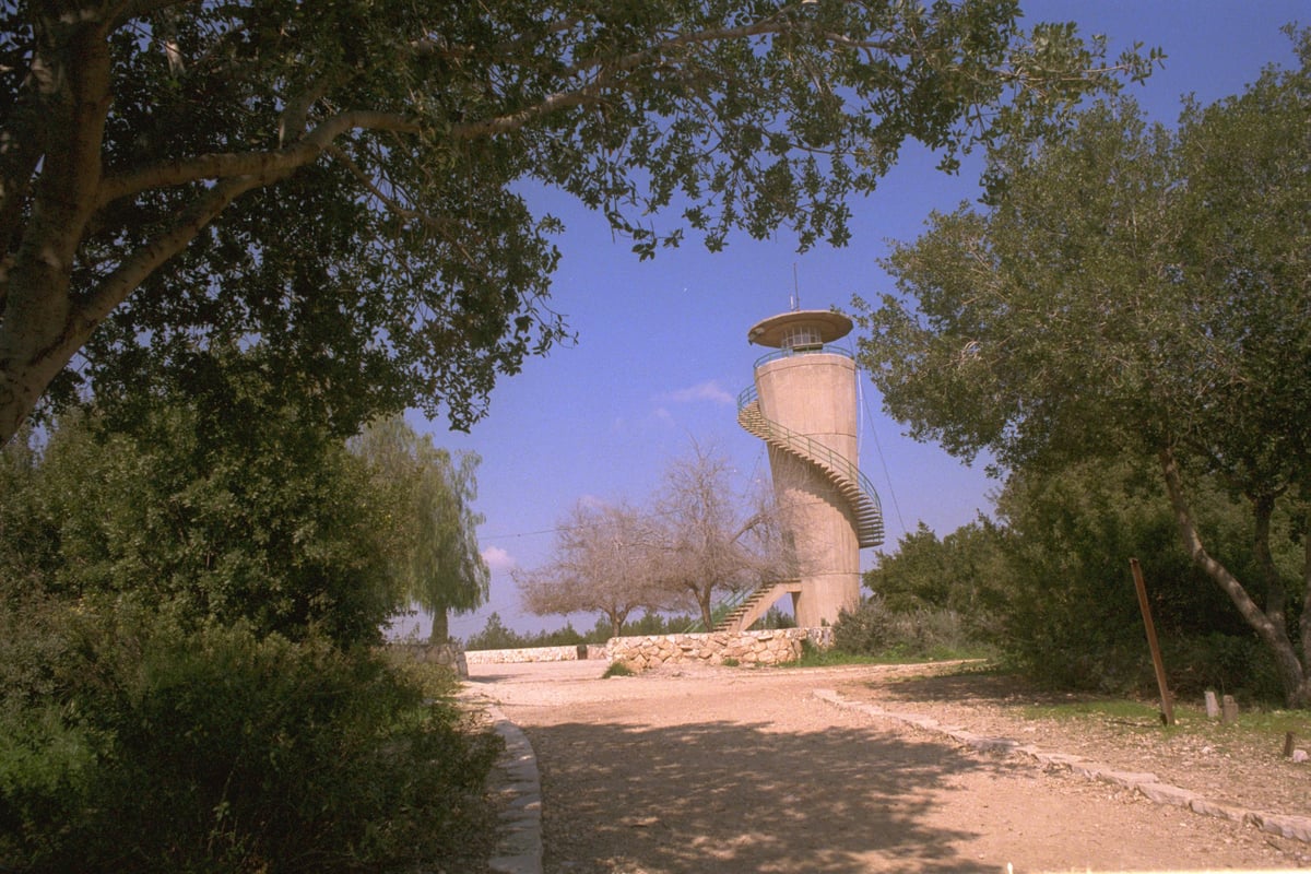 יער בן שמן בשנת 1989