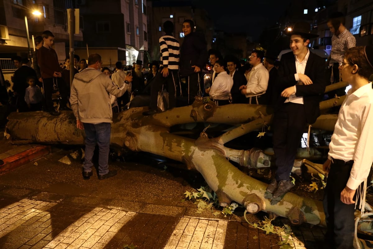 בני ברק: העץ קרס על רכב; בנס אין נפגעים