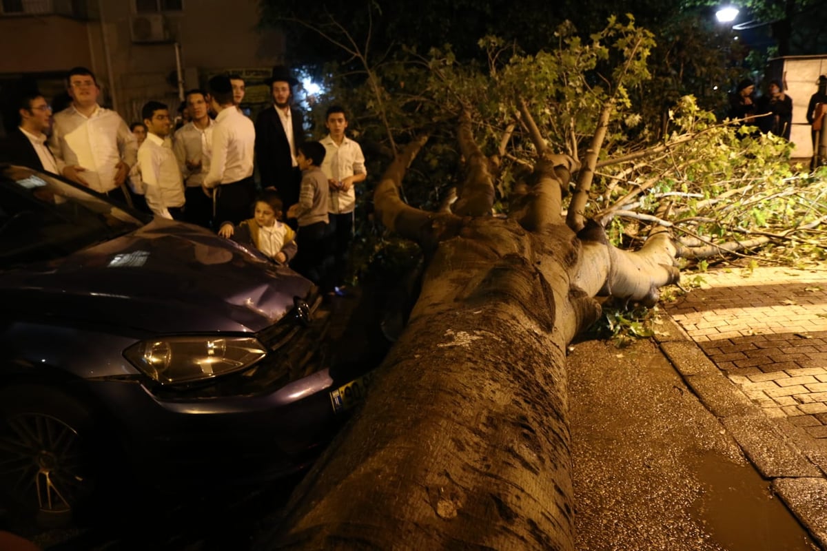 בני ברק: העץ קרס על רכב; בנס אין נפגעים