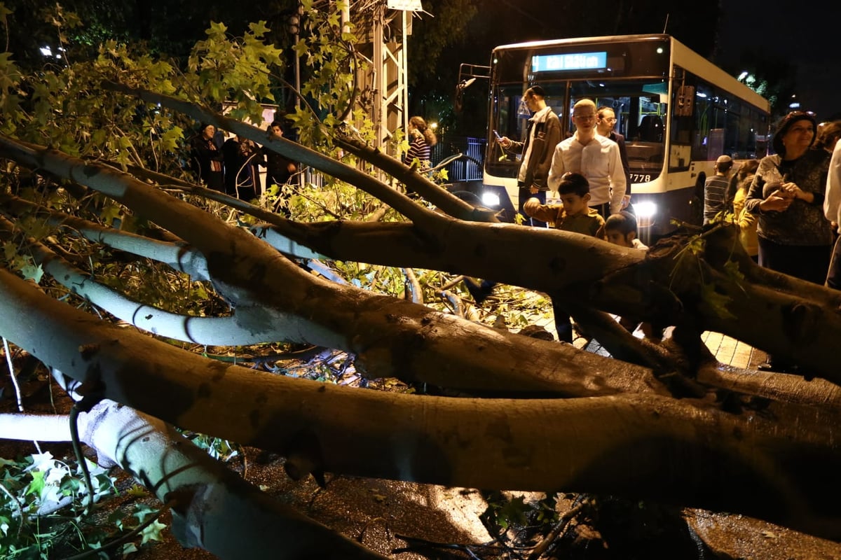 בני ברק: העץ קרס על רכב; בנס אין נפגעים