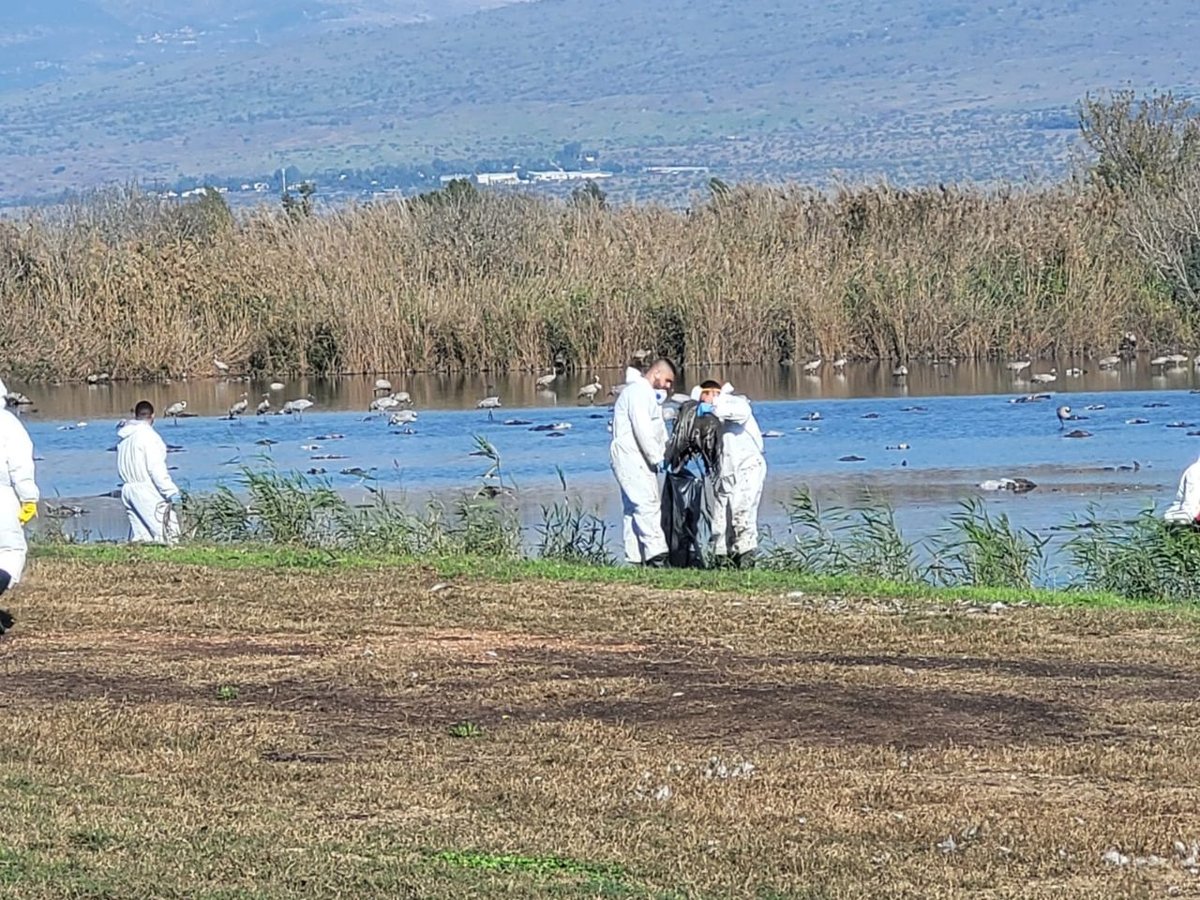 שפעת העופות באגמון החולה: החל פינוי העגורים