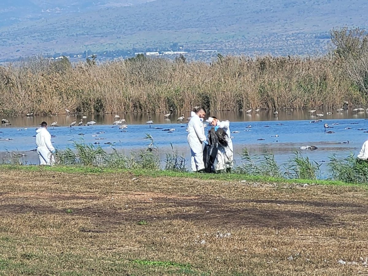 שפעת העופות באגמון החולה: החל פינוי העגורים