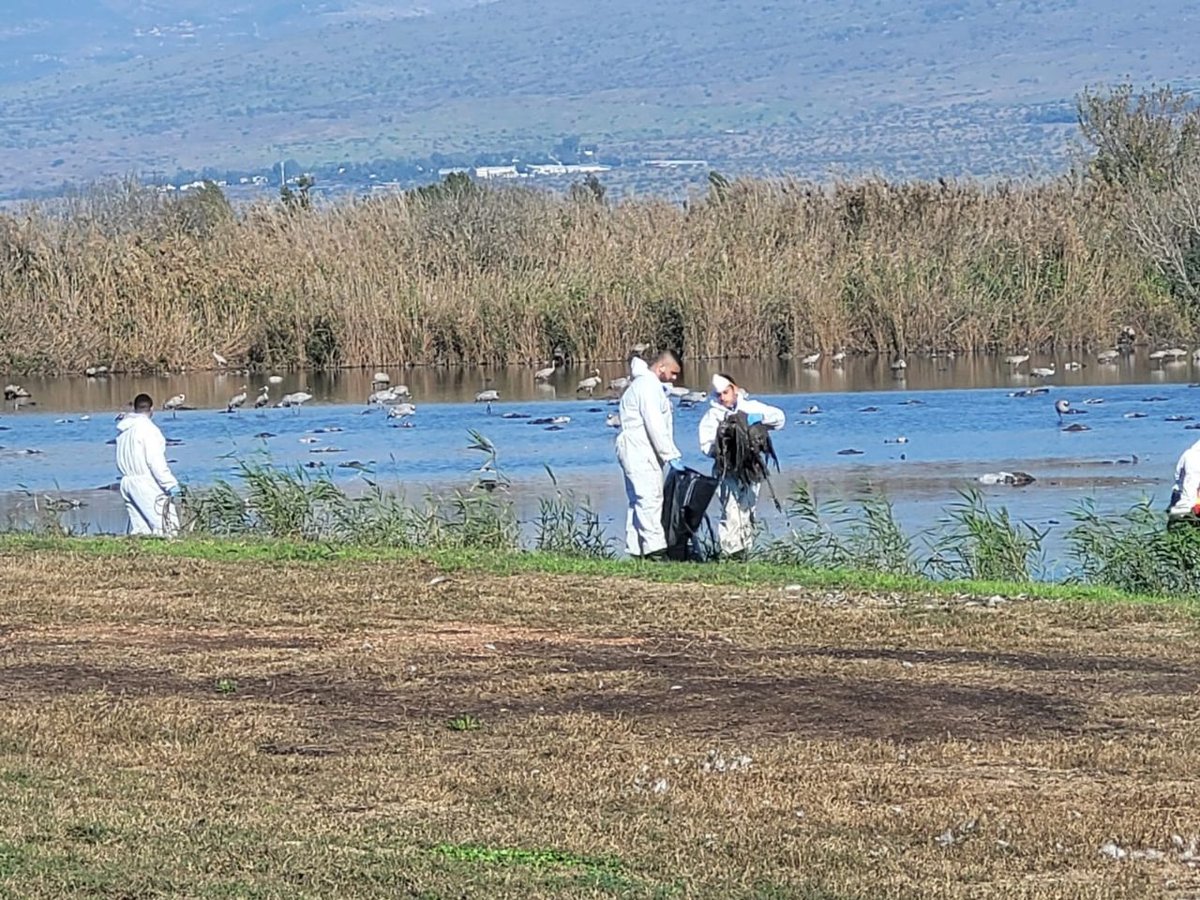 שפעת העופות באגמון החולה: החל פינוי העגורים