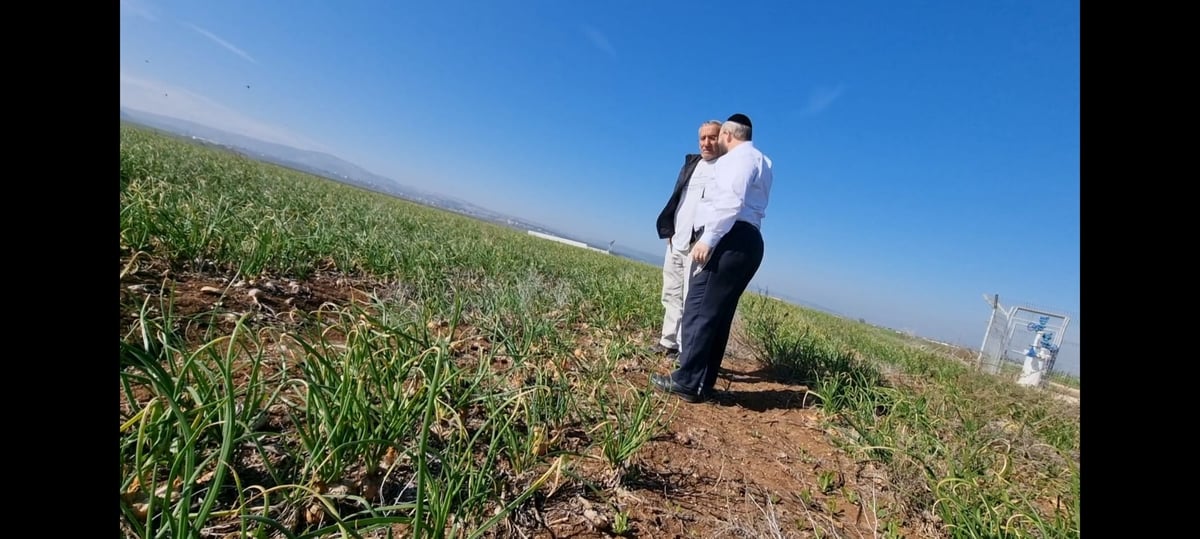 וציוויתי את ברכתי: נס השמיטה של אדירים