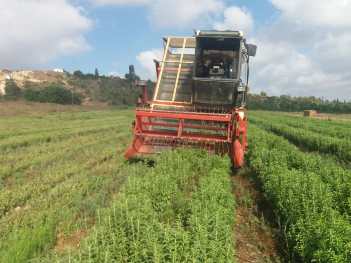 הצמח ששינה לאלפי חולי סוכרת את החיים