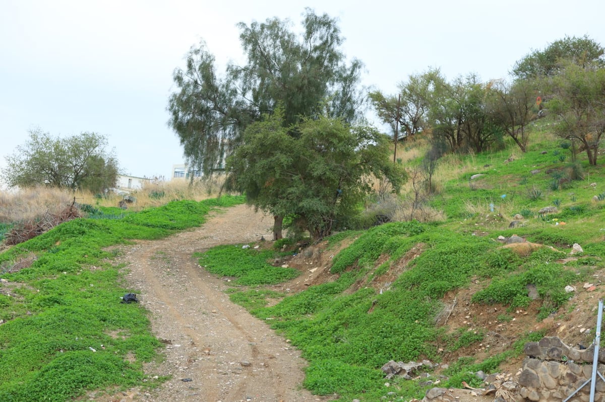 ערב ט"ו בשבט בקבר רבי מאיר בעל הנס • תיעוד