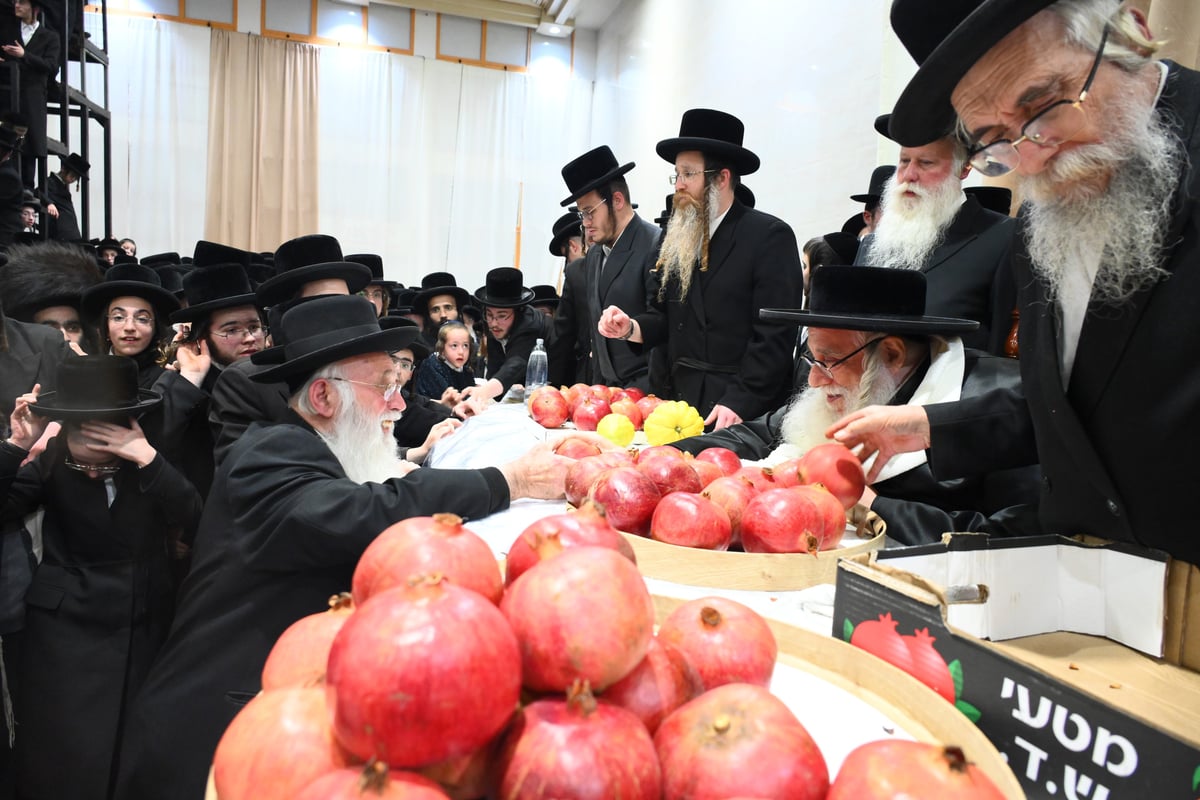 בהשתתפות אלפים: כך חגגו ט"ו בשבט בחסידות צאנז