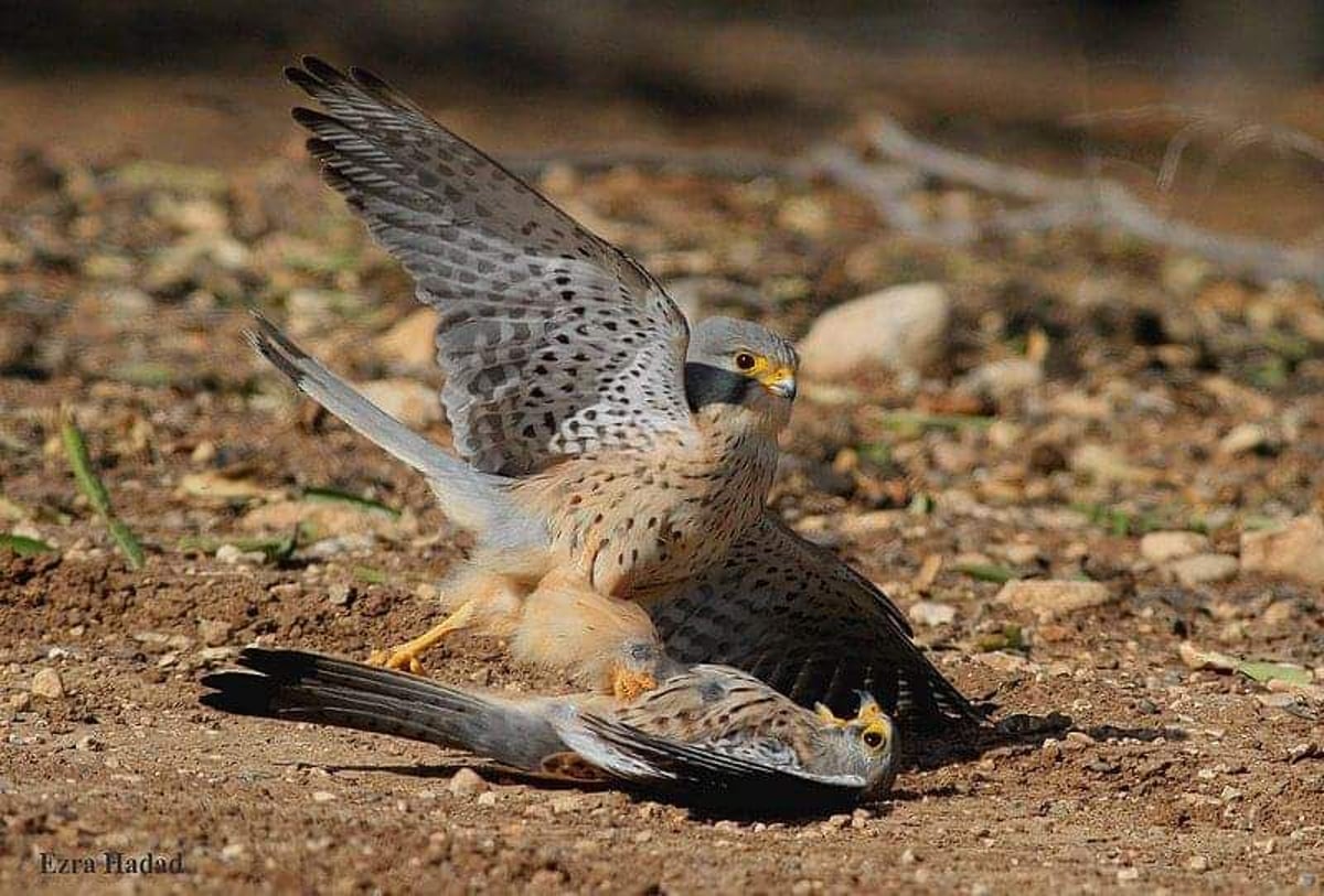 תיעוד נדיר: כש'בז' גדול אוכל את ה'בז' הקטן