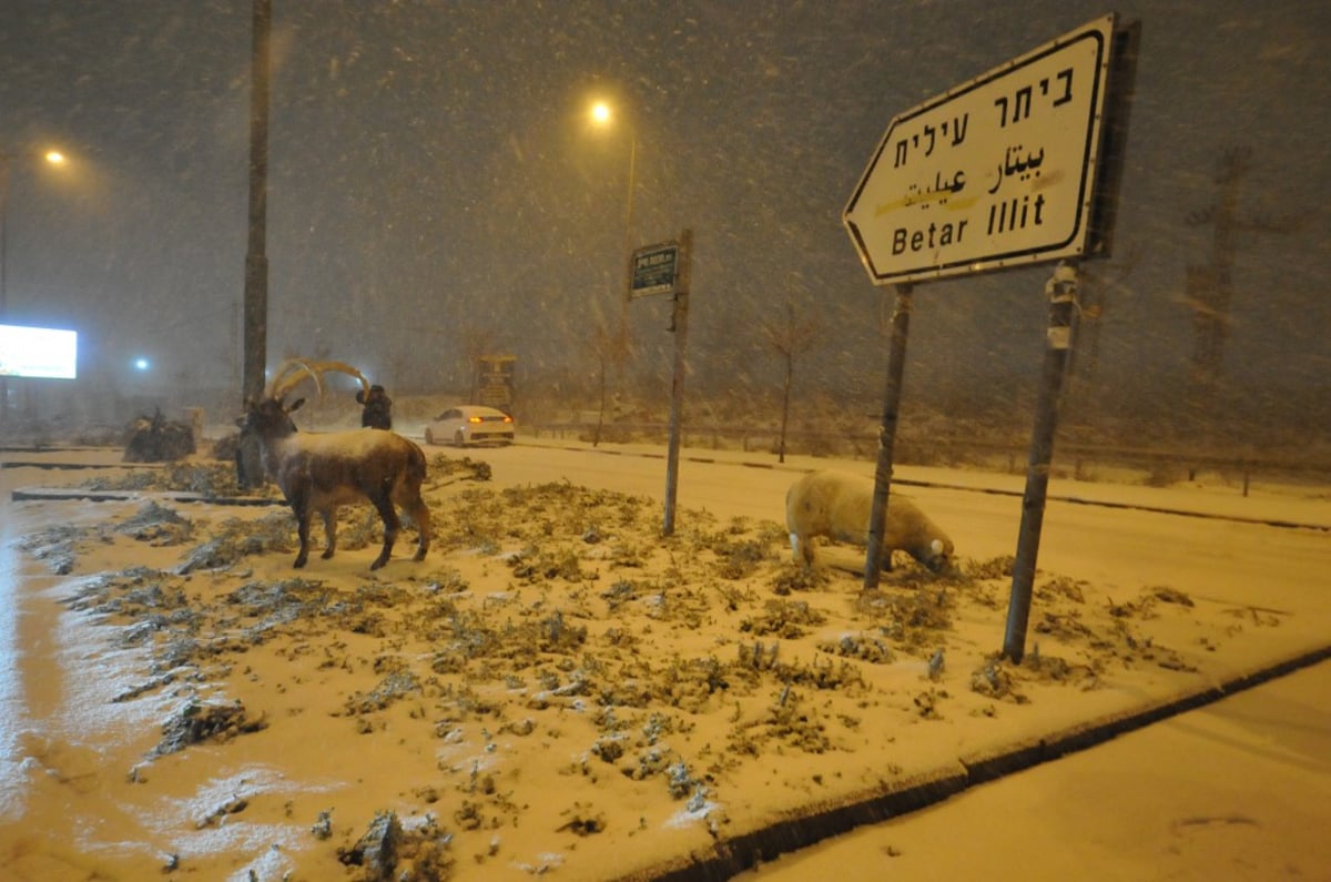 בובות באישון ליל: מראות השלג בביתר עילית