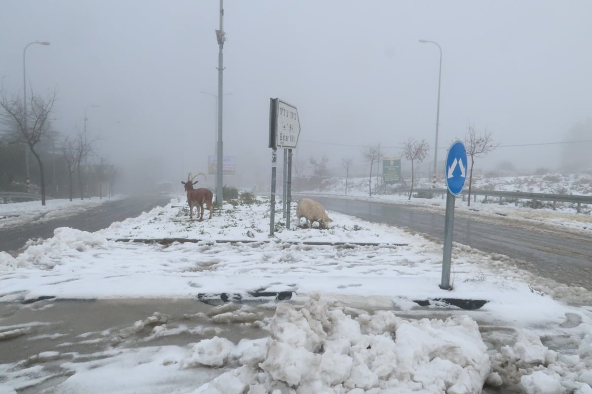 בובות באישון ליל: מראות השלג בביתר עילית