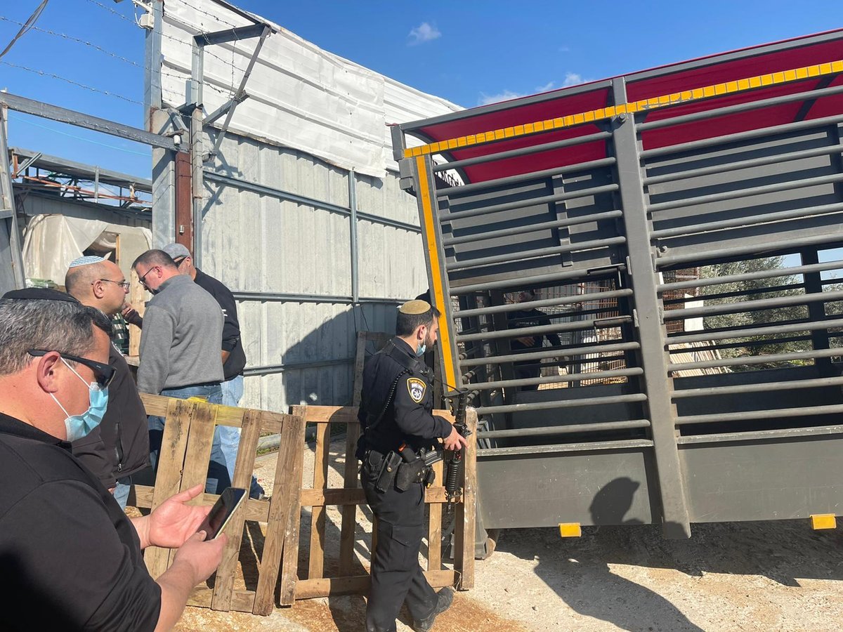 במזרח טייבה: נתפס עדר צאן שמקורו אינו ידוע