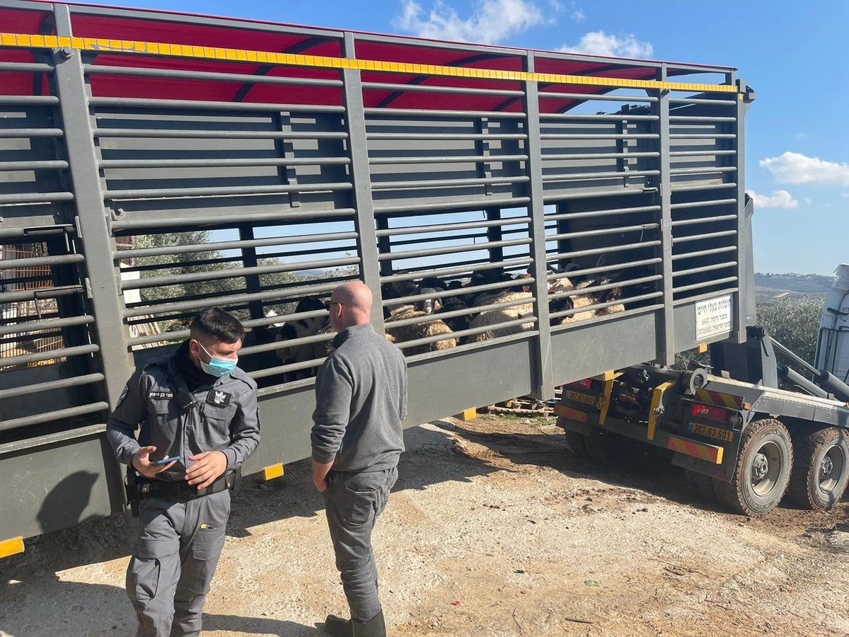 במזרח טייבה: נתפס עדר צאן שמקורו אינו ידוע