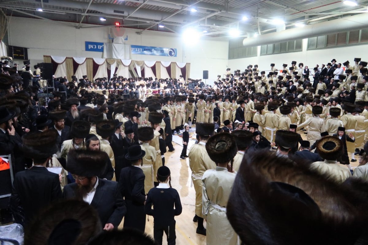 מאות בשמחת החתונה לנכד האדמו"ר מתוא"י