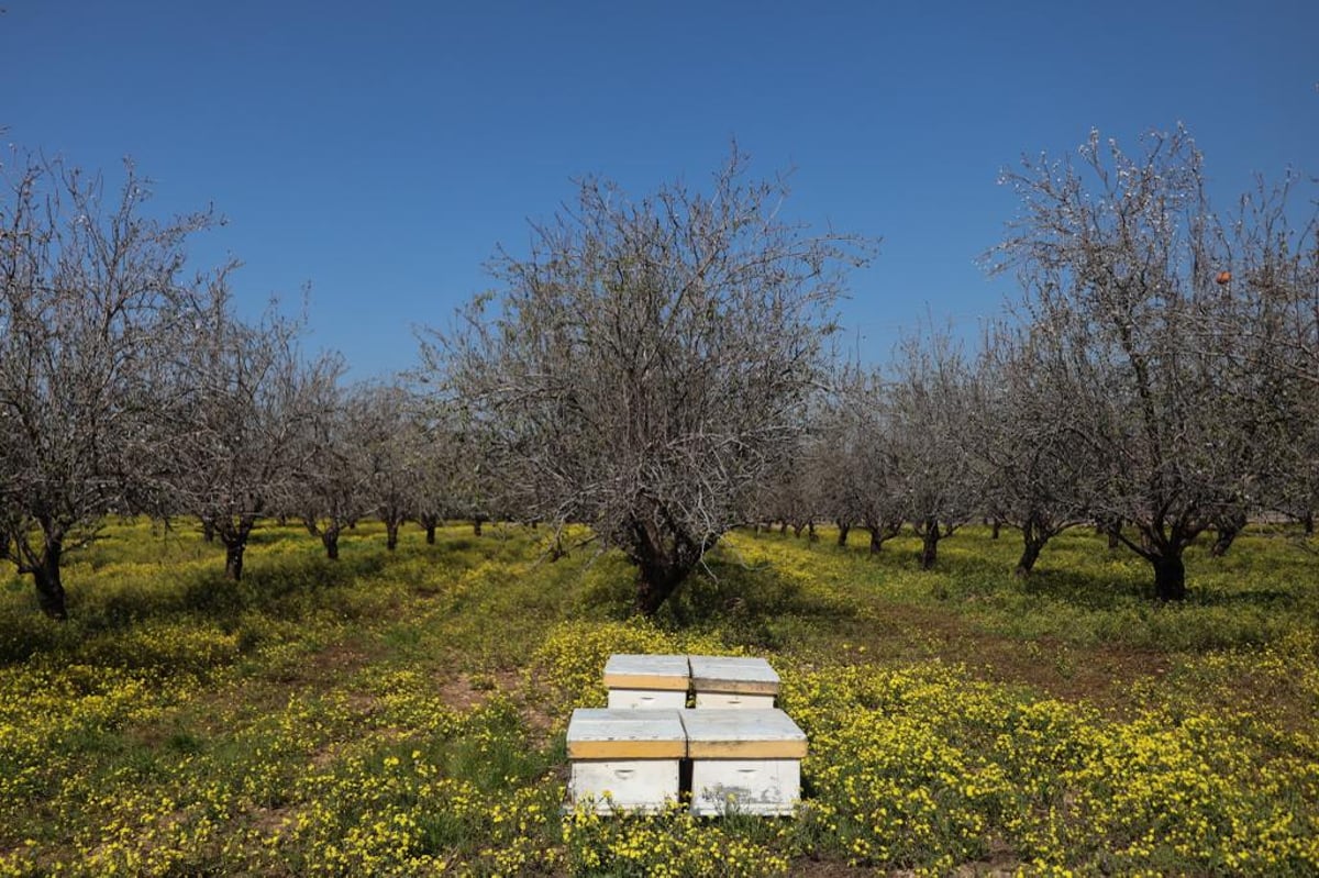 צפו בגלריה אביבית קסומה מ'בית הקשתות'