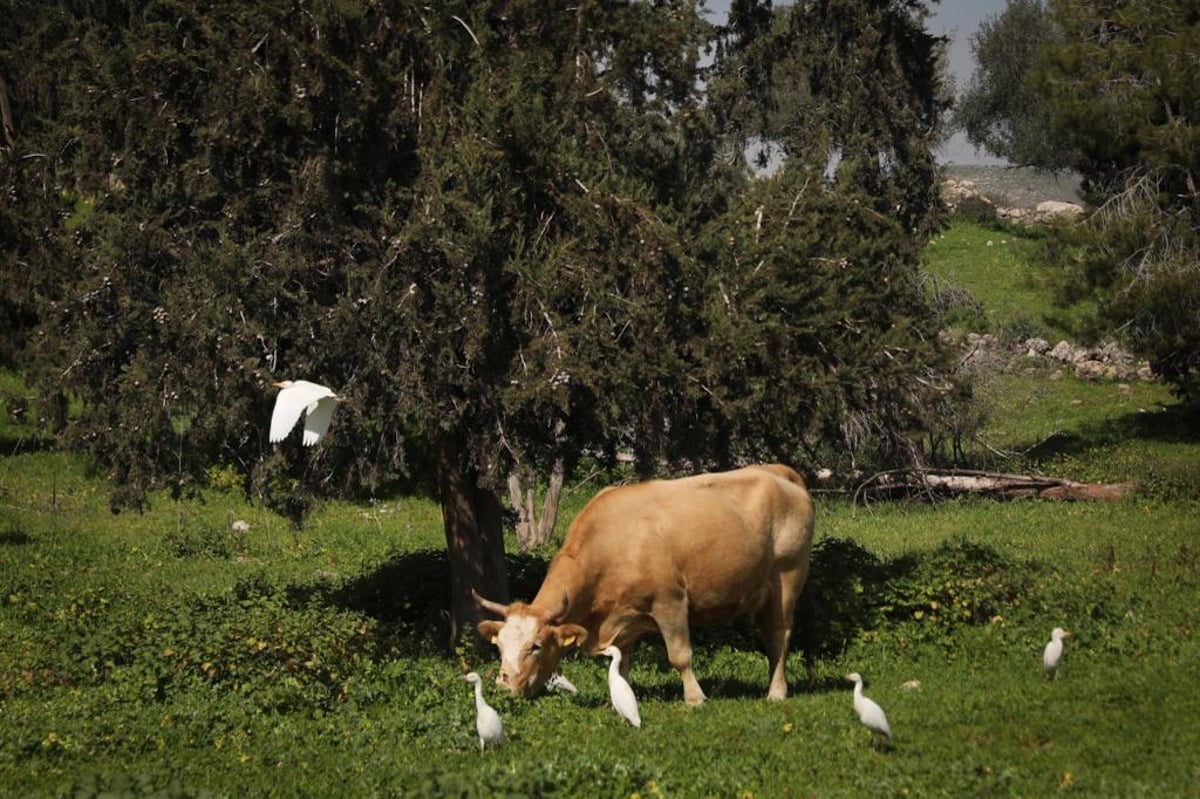 צפו בגלריה אביבית קסומה מ'בית הקשתות'