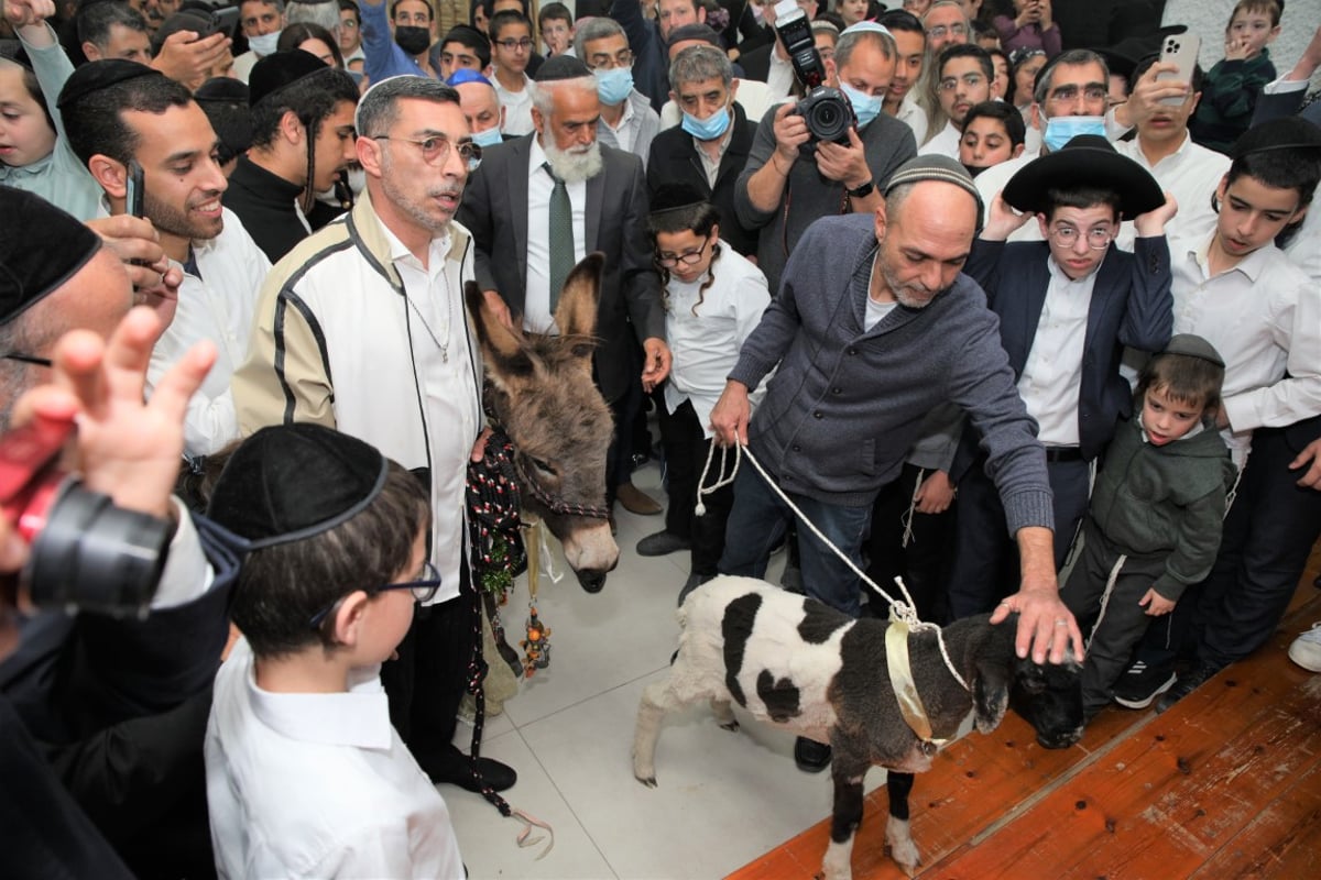 תיעוד נדיר: טקס פדיון 'פטר חמור' ברמת השרון • צפו