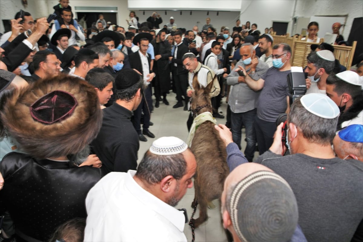 תיעוד נדיר: טקס פדיון 'פטר חמור' ברמת השרון • צפו