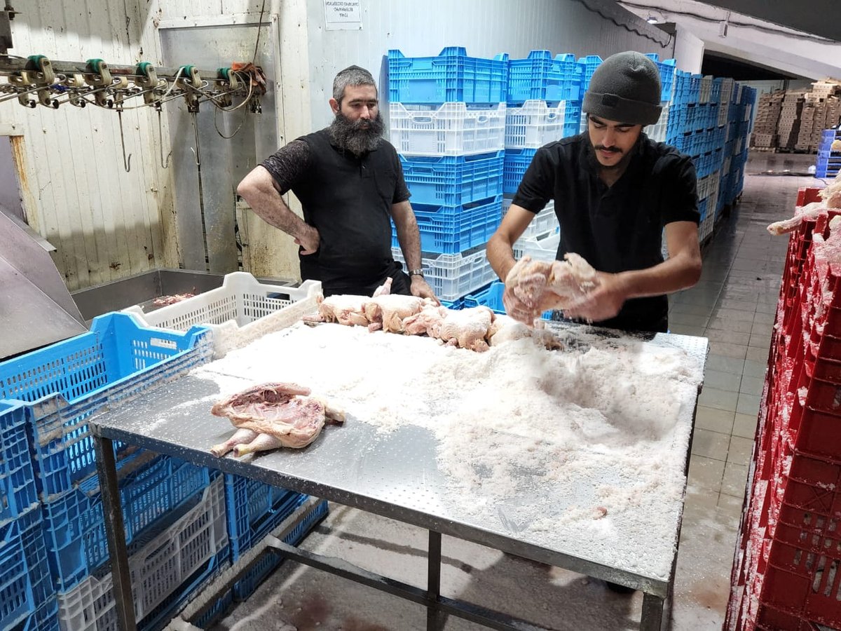 תחת פגזים: כך הרבנים שוחטים באוקראינה