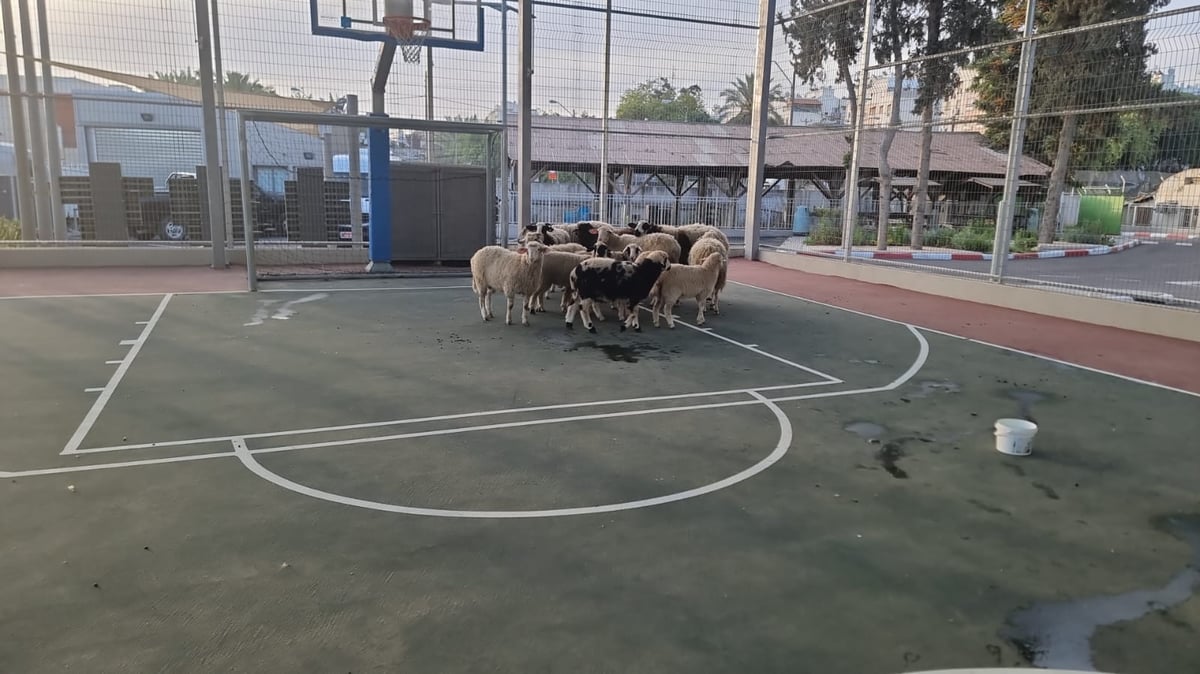 תושבי רהט נתפסו על חם גונבים צאן ממשק חקלאי במושב בניה