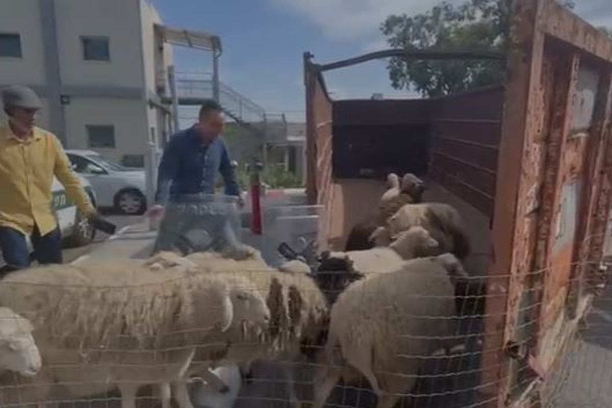 תושבי רהט נתפסו על חם גונבים צאן ממשק חקלאי במושב בניה