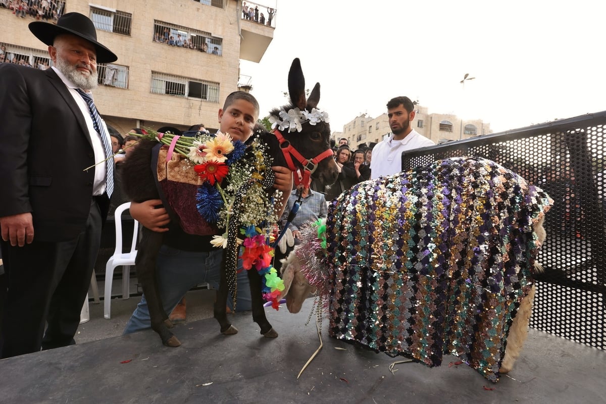 נשיא המועצת  פדה את החמור ברחובה של עיר