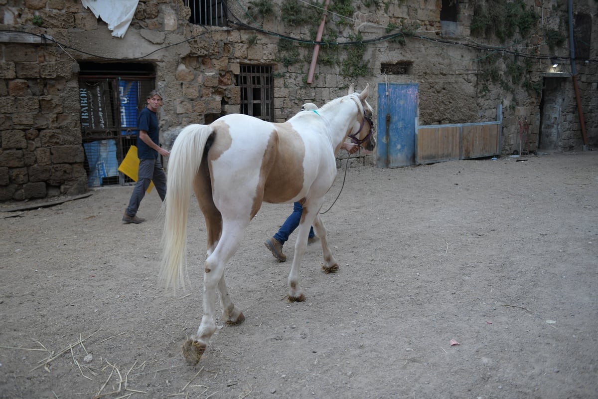 פולשים בנו אורוות סוסים מאולתרת ופונו • צפו