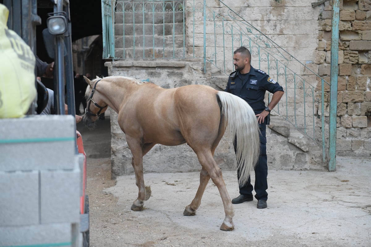 פולשים בנו אורוות סוסים מאולתרת ופונו • צפו