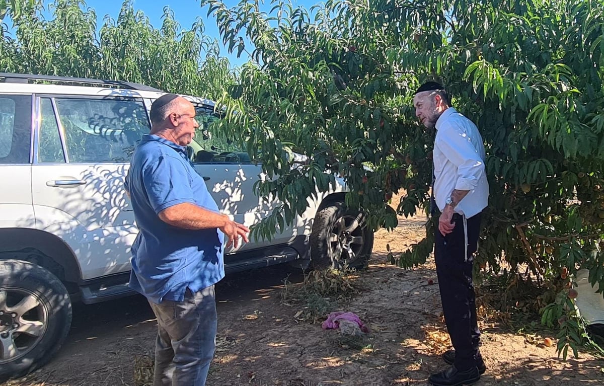 החקלאי הפתיע וסיפר; "כך הפסדתי מאות אלפי שקלים" • צפו