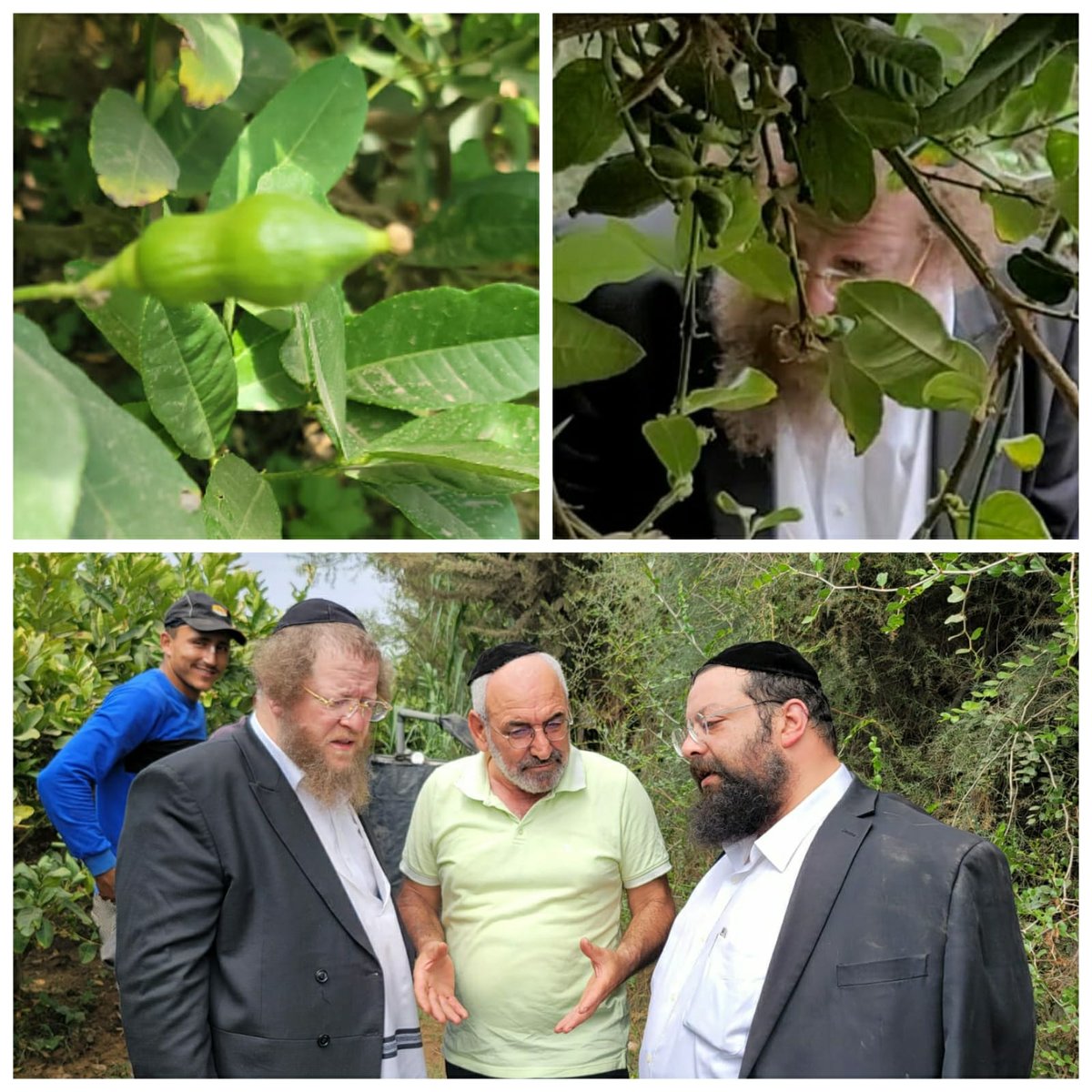 זופניק בכיכר • כל התמונות והנייעס של השבוע