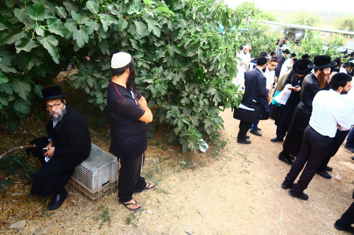 תיעוד: המונים השתתפו בהילולת הצדיק מעגו'ר