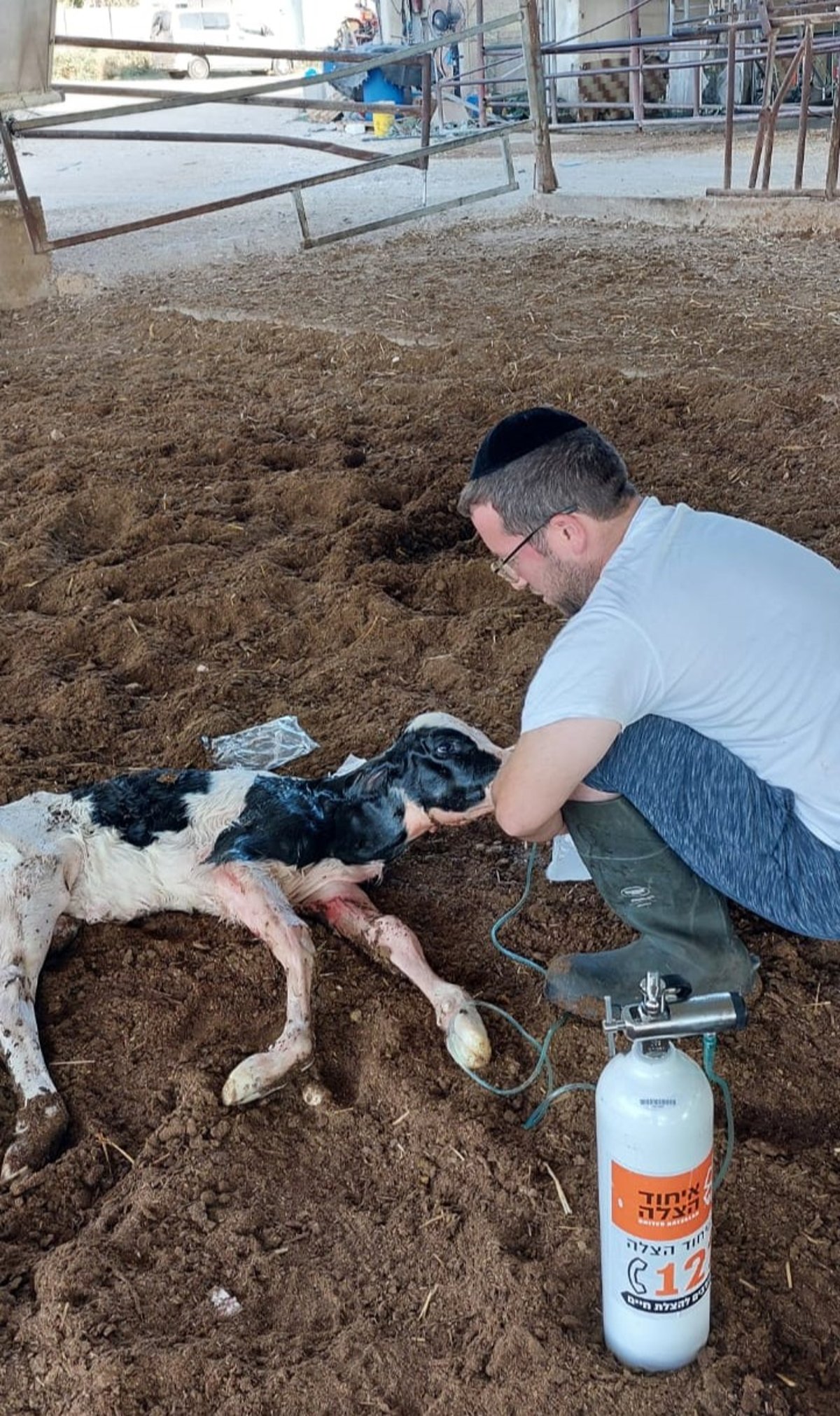 דוד יואל מעניק סיוע רפואי לעגלה