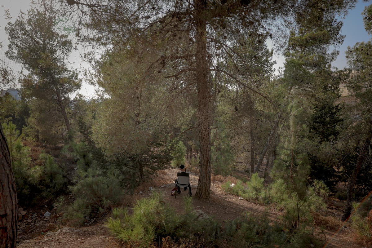 תופעה חדשה: התבודדות ביער סנהדריה