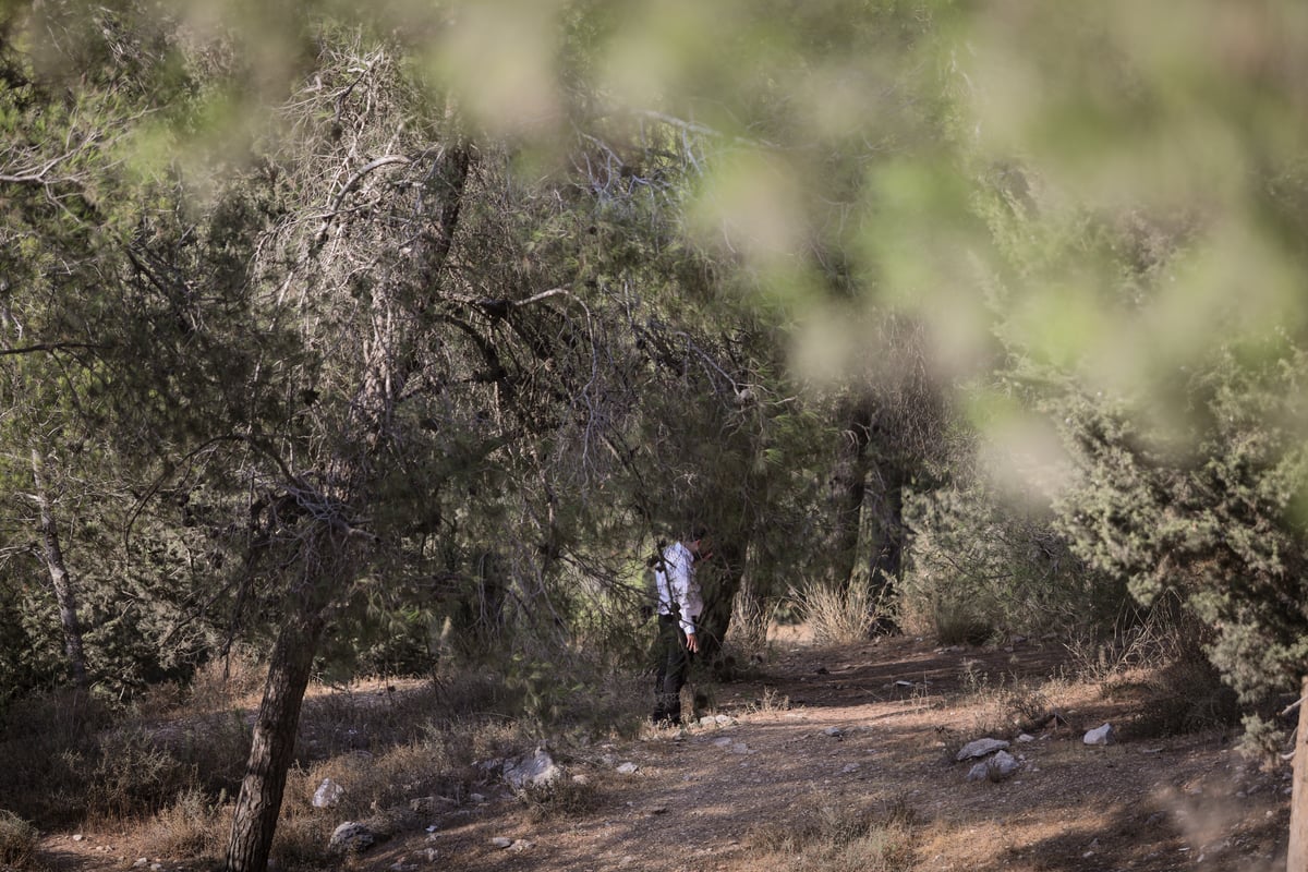 תופעה חדשה: התבודדות ביער סנהדריה