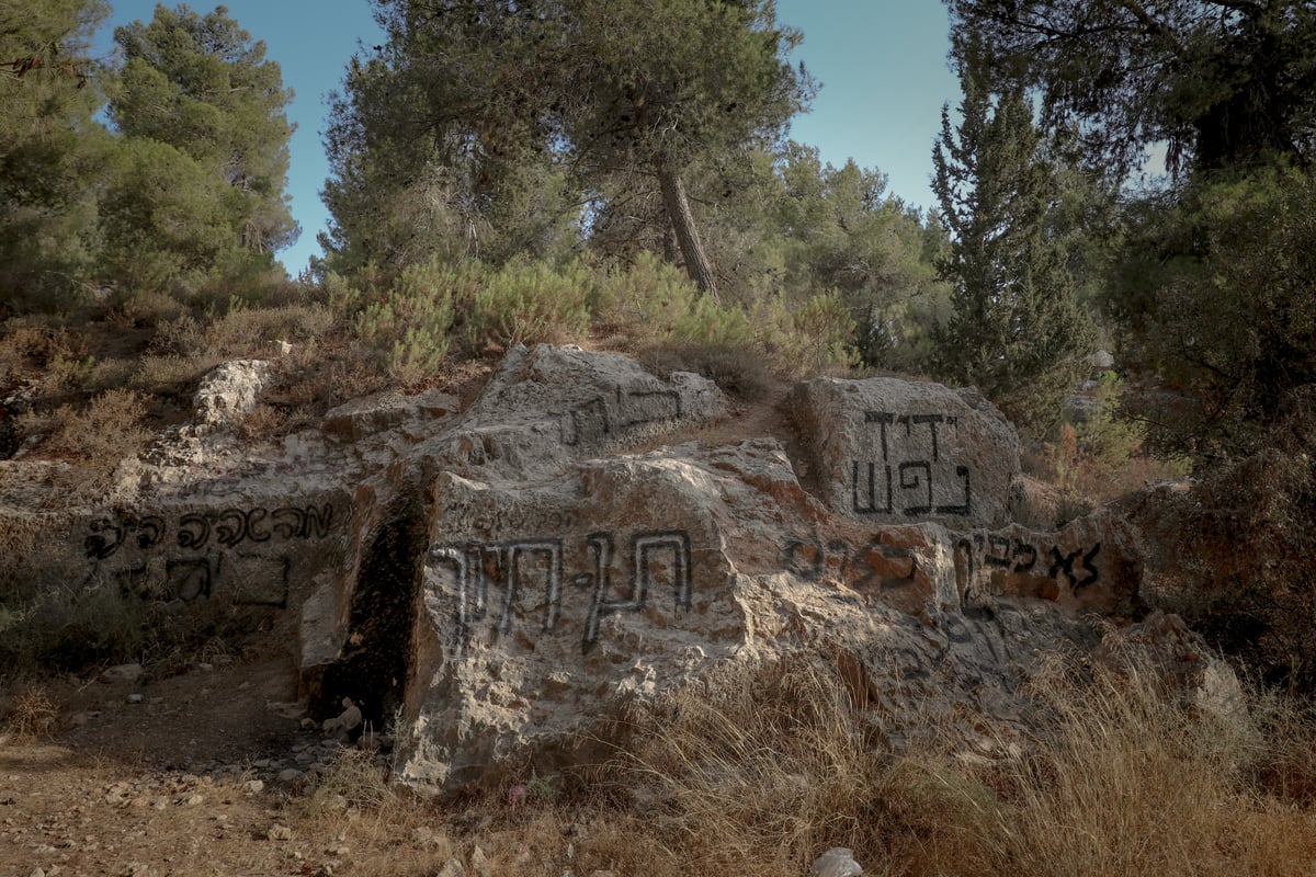 תופעה חדשה: התבודדות ביער סנהדריה