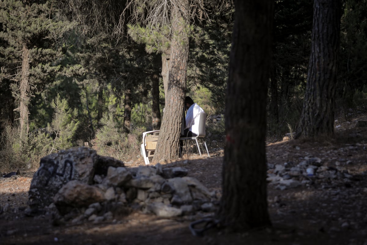 תופעה חדשה: התבודדות ביער סנהדריה