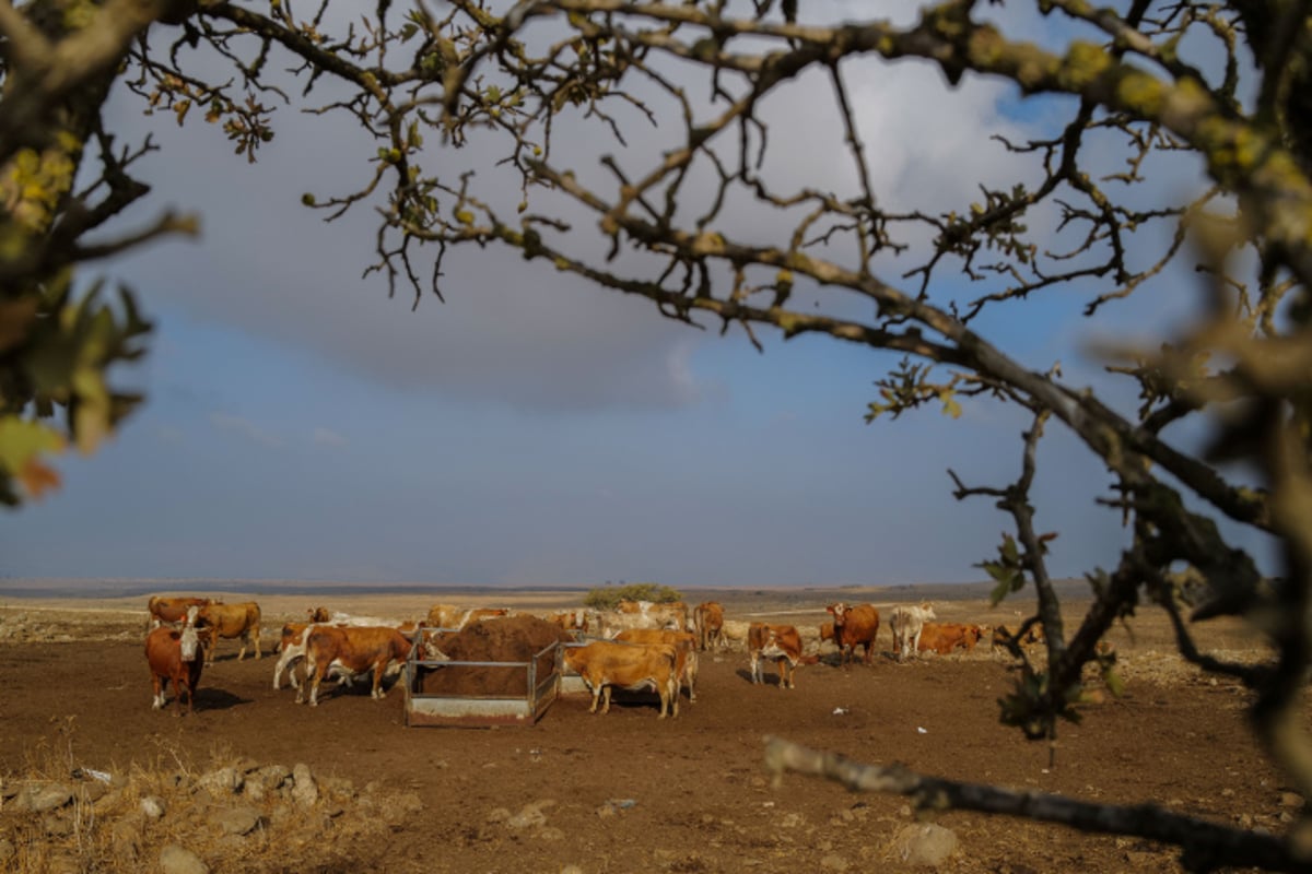 התחזית: טפטוף קל, ללא שינוי בטמפרטורות