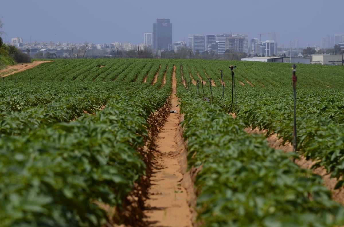 גם אם הקרקעות שיופשרו לא יהפכו לדירות מחר בבוקר, הן יסייעו במתן מענה לחלק ממשקיעי הנדל"ן