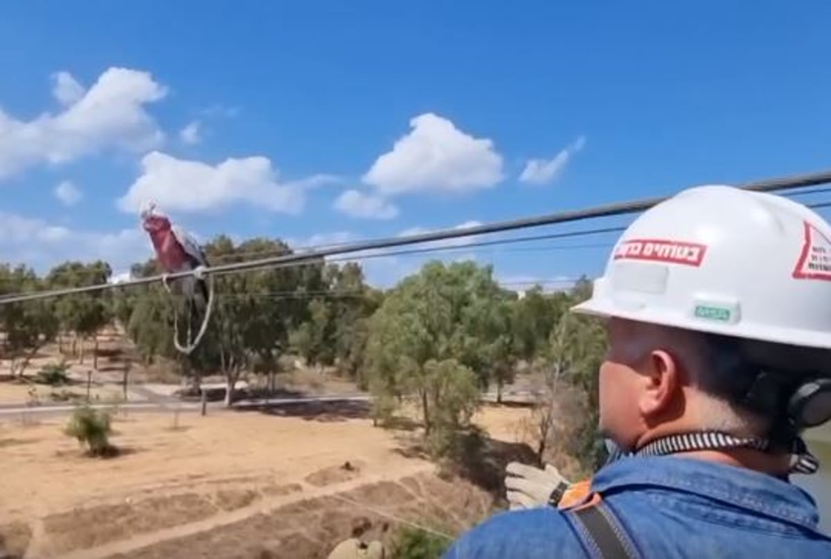 התוכי ברח לבעליו - ונתקע על רשת חשמל • צפו בחילוץ