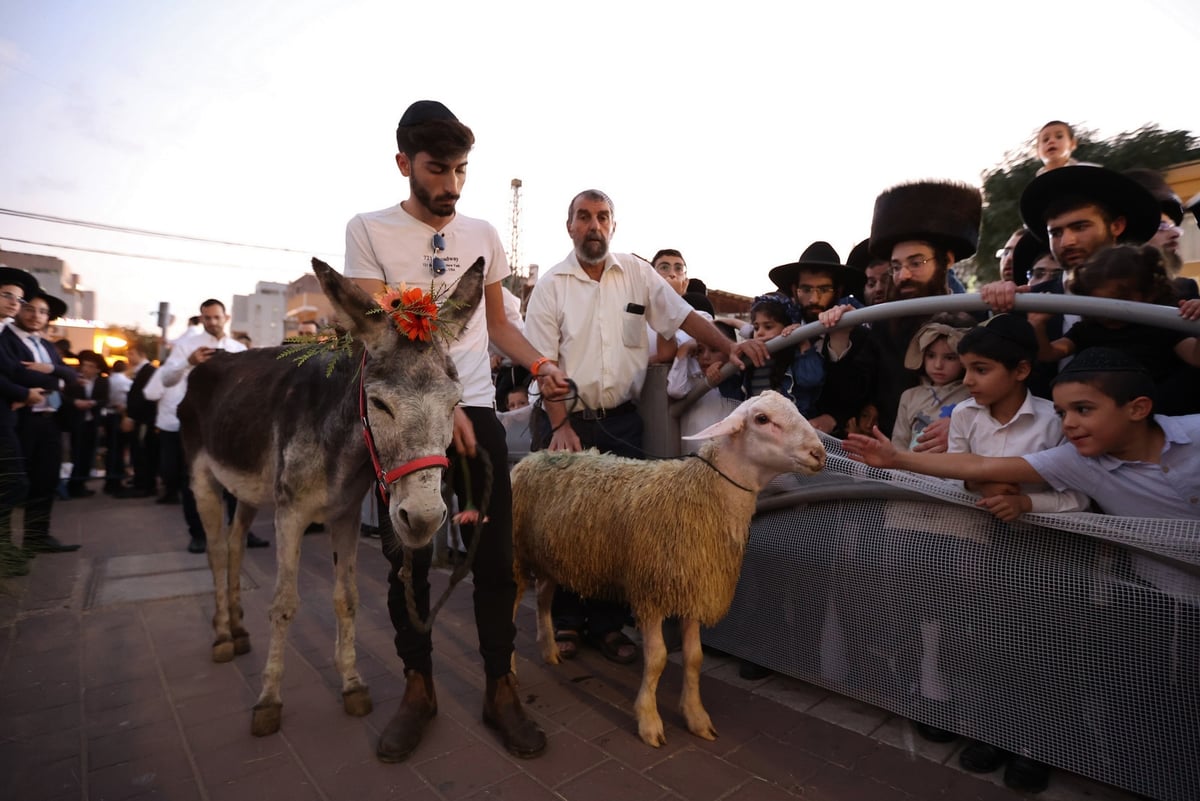 המונים במעמד פדיון פטר חמור בבני ברק | תיעוד