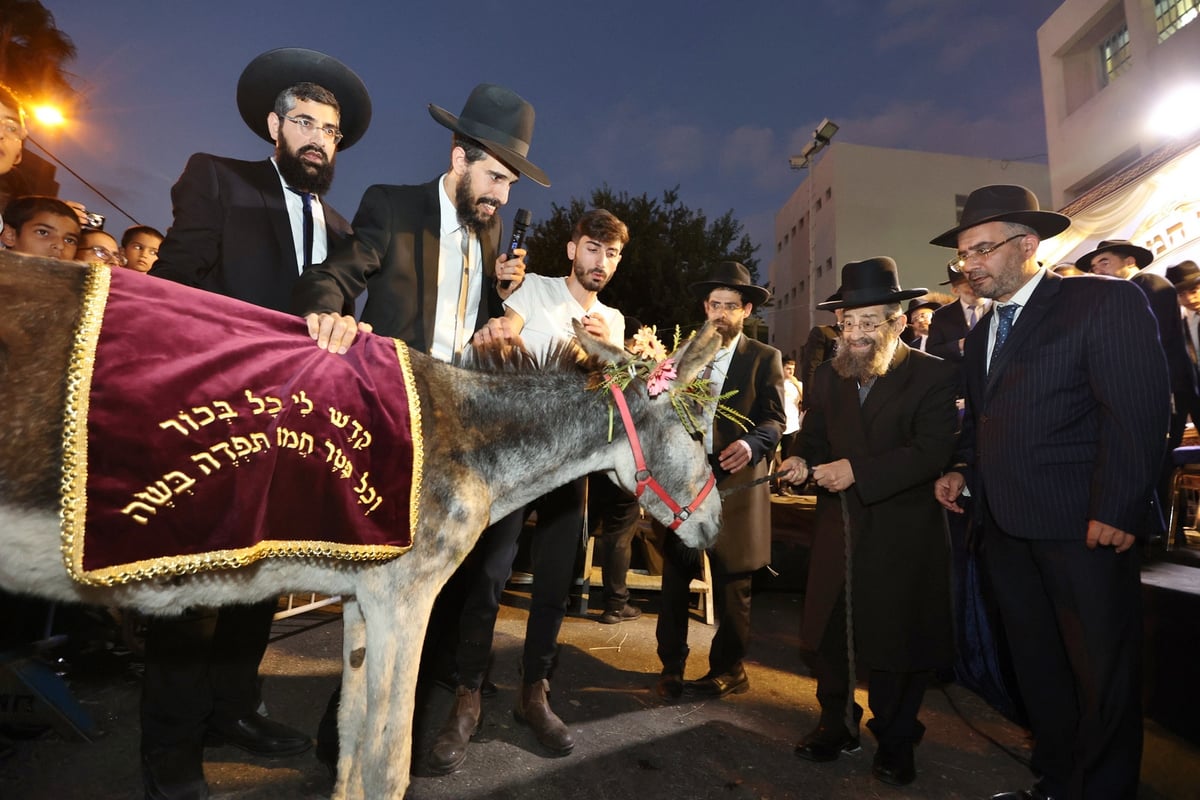 המונים במעמד פדיון פטר חמור בבני ברק | תיעוד